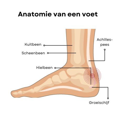Anatomie van de voet